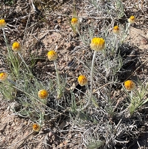 Leucochrysum albicans subsp. albicans at Mount Fairy, NSW - 23 Sep 2024 12:14 PM