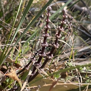 Lomandra multiflora at Mount Fairy, NSW - 23 Sep 2024