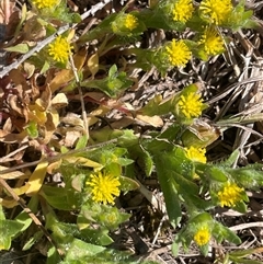 Triptilodiscus pygmaeus (Annual Daisy) at Mount Fairy, NSW - 23 Sep 2024 by JaneR