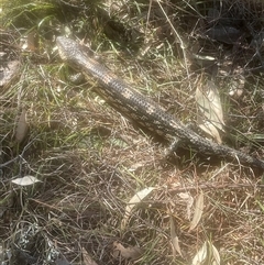 Tiliqua nigrolutea (Blotched Blue-tongue) at Mount Fairy, NSW - 23 Sep 2024 by JaneR