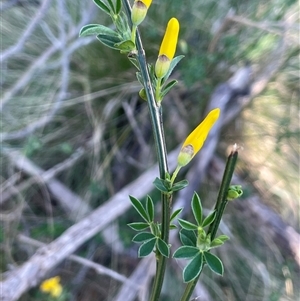 Cytisus scoparius subsp. scoparius at Mount Fairy, NSW - 23 Sep 2024 02:21 PM