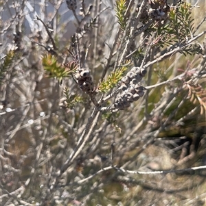 Melaleuca parvistaminea at Mount Fairy, NSW - 23 Sep 2024