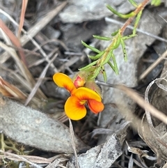 Dillwynia phylicoides (A Parrot-pea) at Mount Fairy, NSW - 23 Sep 2024 by JaneR