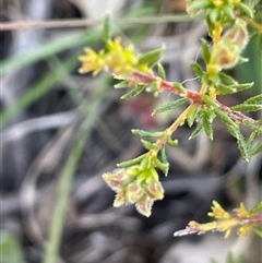 Dillwynia phylicoides at Mount Fairy, NSW - 23 Sep 2024