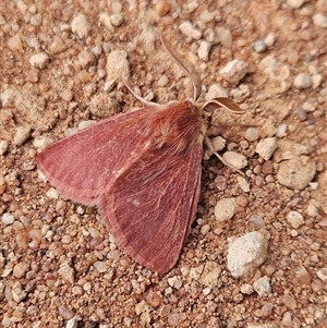 Unidentified Moth (Lepidoptera) at Wirraminna, SA by atticus