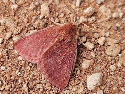 Unidentified Moth (Lepidoptera) at Wirraminna, SA - 23 Sep 2024 by atticus