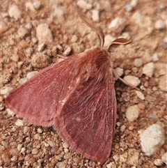 Anthela adriana at Wirraminna, SA - 24 Sep 2024 08:54 AM