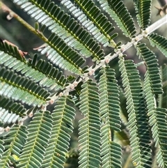 Acacia mearnsii (Black Wattle) at Mount Fairy, NSW - 23 Sep 2024 by JaneR