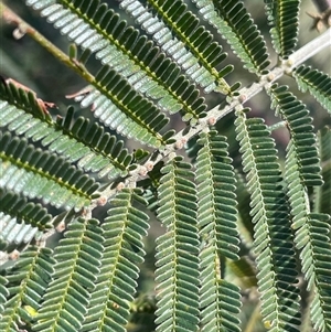 Acacia mearnsii at Mount Fairy, NSW - 23 Sep 2024