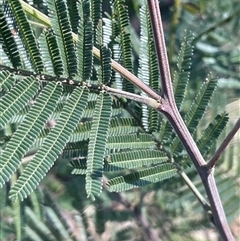 Acacia mearnsii at Mount Fairy, NSW - 23 Sep 2024