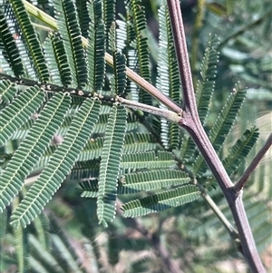 Acacia mearnsii at Mount Fairy, NSW - 23 Sep 2024