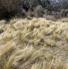 Poa labillardierei (Common Tussock Grass, River Tussock Grass) at Mount Fairy, NSW - 23 Sep 2024 by JaneR