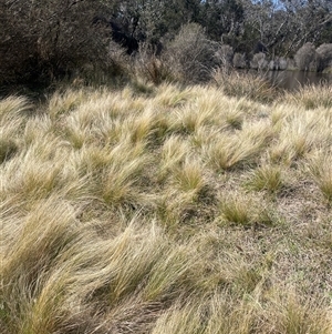 Poa labillardierei at Mount Fairy, NSW - 23 Sep 2024