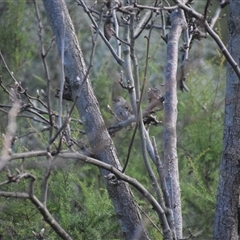 Pachycephala pectoralis (Golden Whistler) at Greenleigh, NSW - 4 Jul 2024 by LyndalT