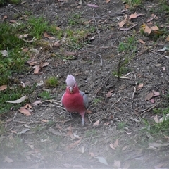 Eolophus roseicapilla (Galah) at Surf Beach, NSW - 22 Sep 2024 by LyndalT