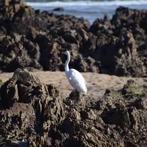 Ardea alba at Mossy Point, NSW - 21 Sep 2024