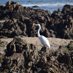 Ardea alba at Mossy Point, NSW - 21 Sep 2024