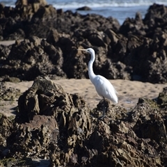 Ardea alba at Mossy Point, NSW - 21 Sep 2024 03:30 PM