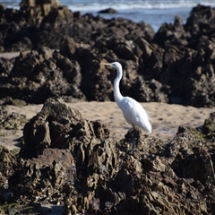 Ardea alba at Mossy Point, NSW - 21 Sep 2024