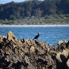 Phalacrocorax carbo (Great Cormorant) at Mossy Point, NSW - 21 Sep 2024 by LyndalT