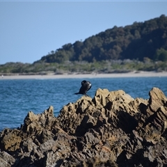 Phalacrocorax carbo at Mossy Point, NSW - 21 Sep 2024 03:34 PM