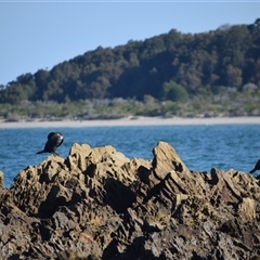 Phalacrocorax carbo at Mossy Point, NSW - 21 Sep 2024