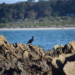 Phalacrocorax carbo at Mossy Point, NSW - 21 Sep 2024 03:34 PM