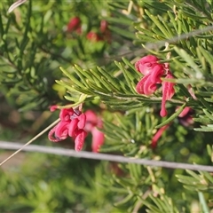 Grevillea lanigera (Woolly Grevillea) at Oaks Estate, ACT - 23 Sep 2024 by RAllen