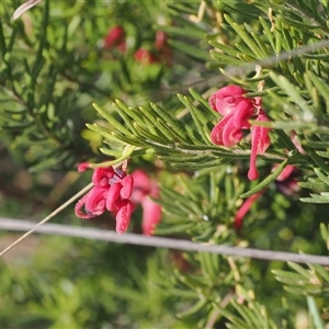 Grevillea lanigera at Oaks Estate, ACT - 23 Sep 2024 02:46 PM