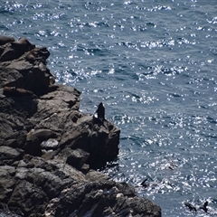 Arctocephalus pusillus doriferus (Australian Fur-seal) at Guerilla Bay, NSW - 22 Sep 2024 by LyndalT