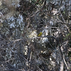 Eopsaltria australis (Eastern Yellow Robin) at Surf Beach, NSW - 22 Sep 2024 by LyndalT