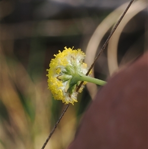 Craspedia variabilis at Oaks Estate, ACT - suppressed