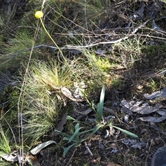 Craspedia variabilis at Oaks Estate, ACT - suppressed