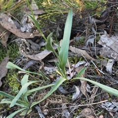 Craspedia variabilis at Oaks Estate, ACT - suppressed