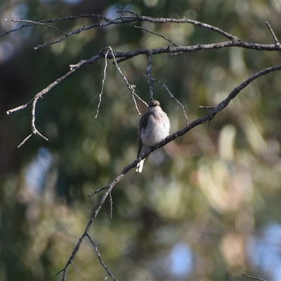 Microeca fascinans (Jacky Winter) at Broulee, NSW - 21 Sep 2024 by LyndalT