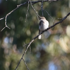 Microeca fascinans at Broulee, NSW - 21 Sep 2024 03:08 PM