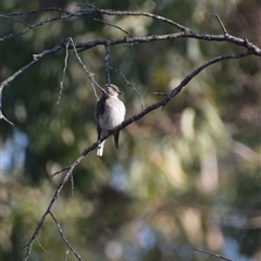 Microeca fascinans at Broulee, NSW - 21 Sep 2024 03:08 PM