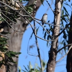 Microeca fascinans at Broulee, NSW - 21 Sep 2024