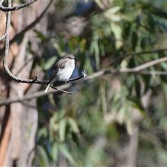 Microeca fascinans at Broulee, NSW - 21 Sep 2024