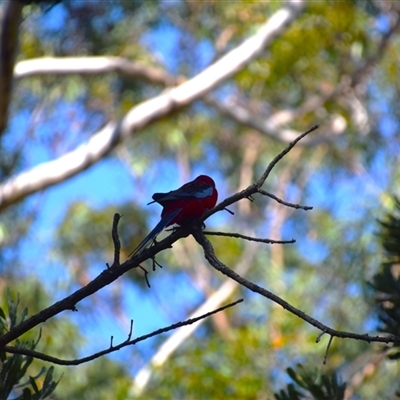 Platycercus elegans (Crimson Rosella) at Broulee, NSW - 21 Sep 2024 by LyndalT