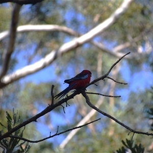 Platycercus elegans at Broulee, NSW - 21 Sep 2024