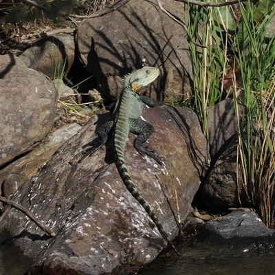 Intellagama lesueurii howittii (Gippsland Water Dragon) at Oaks Estate, ACT - 23 Sep 2024 by RAllen