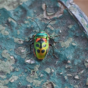 Scutiphora pedicellata at Oaks Estate, ACT - 23 Sep 2024