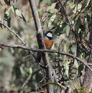 Pachycephala rufiventris at Carwoola, NSW - 23 Sep 2024