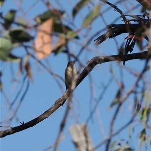 Pachycephala rufiventris at Carwoola, NSW - 23 Sep 2024