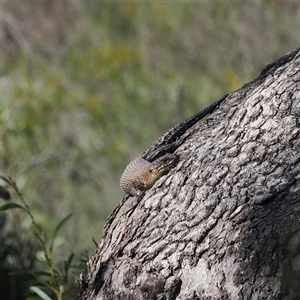 Egernia cunninghami at Carwoola, NSW - 23 Sep 2024