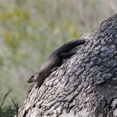 Egernia cunninghami at Carwoola, NSW - 23 Sep 2024