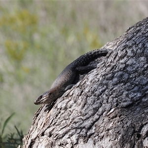 Egernia cunninghami at Carwoola, NSW - 23 Sep 2024