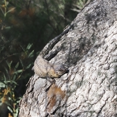 Egernia cunninghami at Carwoola, NSW - 23 Sep 2024