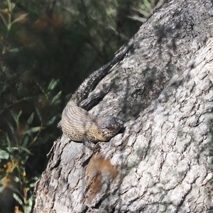 Egernia cunninghami at Carwoola, NSW - 23 Sep 2024